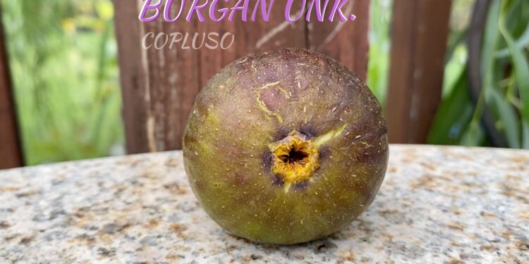 Burgan Unk