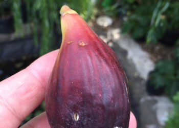 Texas Blue Giant
