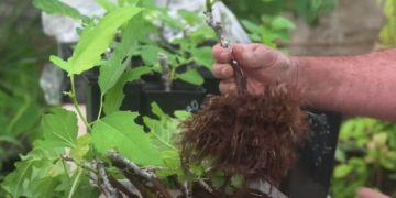 Rooting Fig Cuttings
