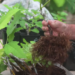 Rooting Fig Cuttings