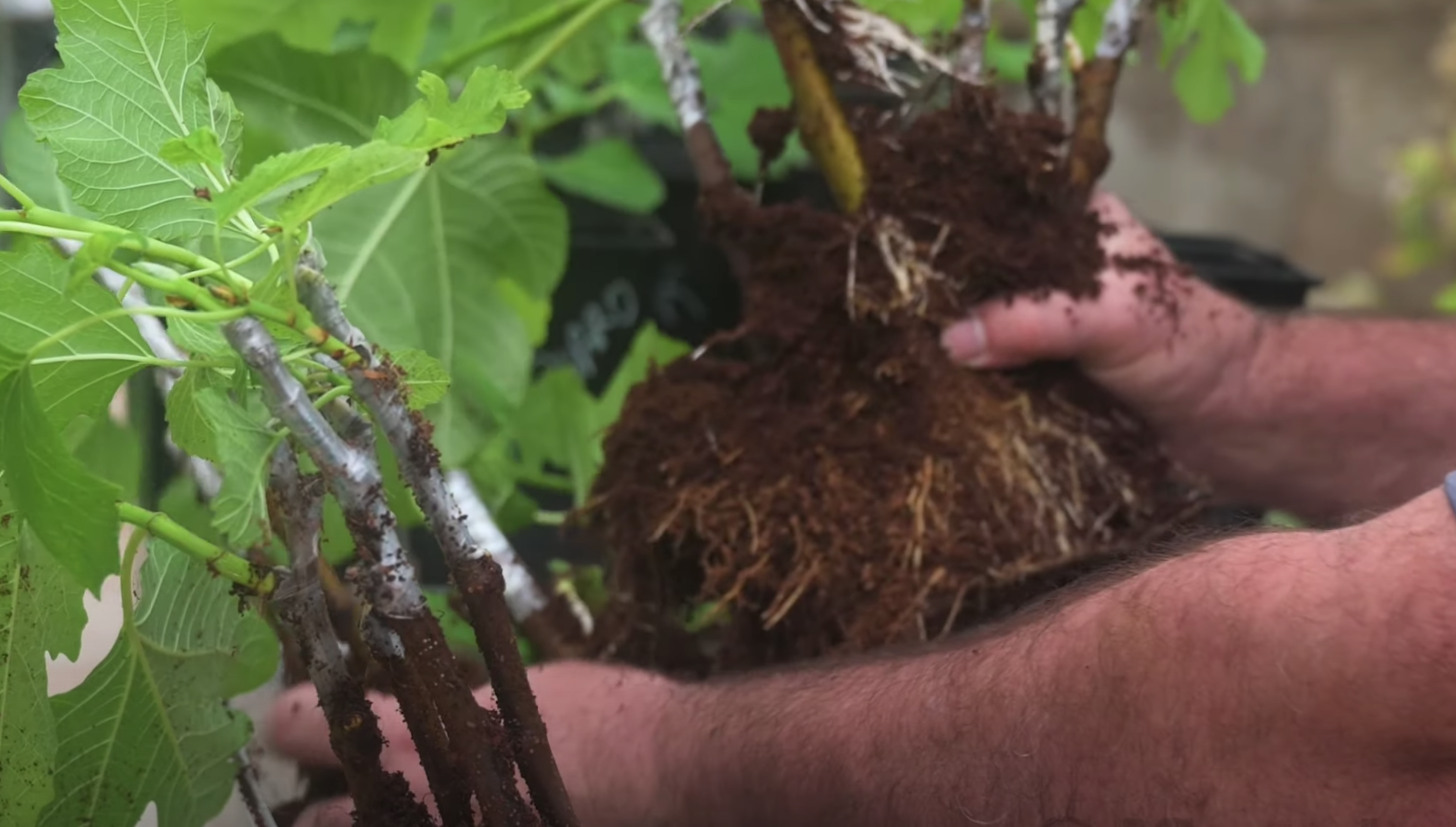 rooting-fig-cuttings-how-to-grow-figs