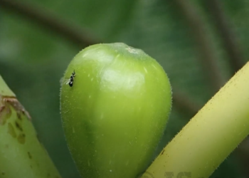 Fig Pollination and Fig Wasp Life Cycle
