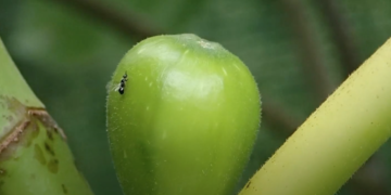 Fig Pollination and Fig Wasp Life Cycle