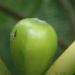 Fig Pollination and Fig Wasp Life Cycle