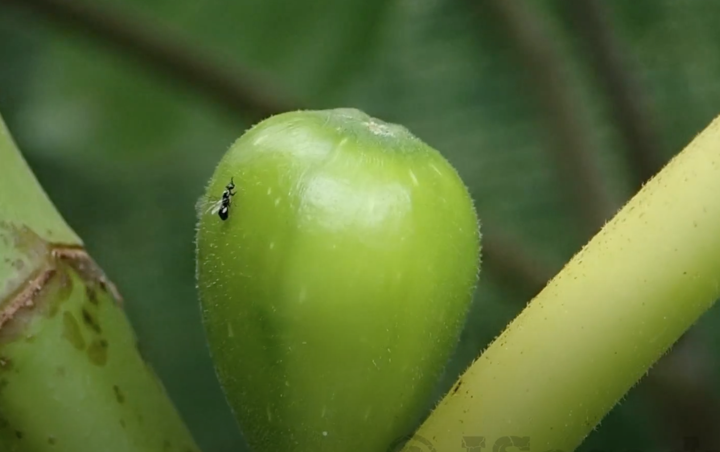 Fig Pollination and Fig Wasp Life Cycle – How to grow figs