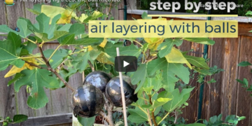 Air layering fig trees