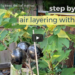 Air layering fig trees