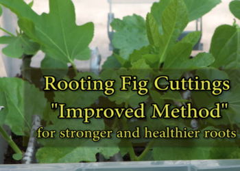 Rooting Fig Cuttings Improved Method
