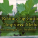 Rooting Fig Cuttings Improved Method