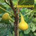 Campaniere Fig
