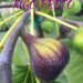 Figo Preto Fig