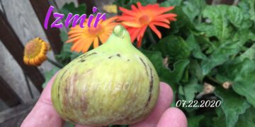 Unique Fig Varieties
