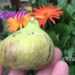 Unique Fig Varieties