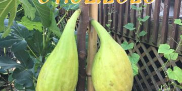 french fig farm: Longue d’Août