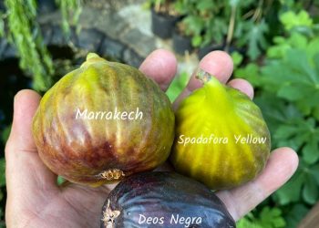 Marrakech fig variety