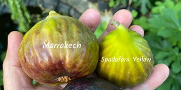 Marrakech fig variety