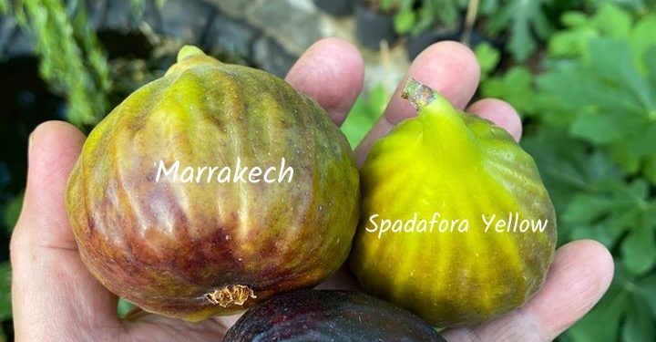 Marrakech fig variety