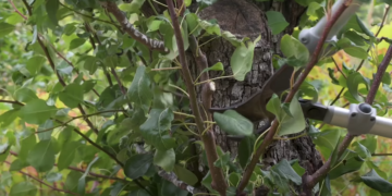 Grafting Fruit Trees