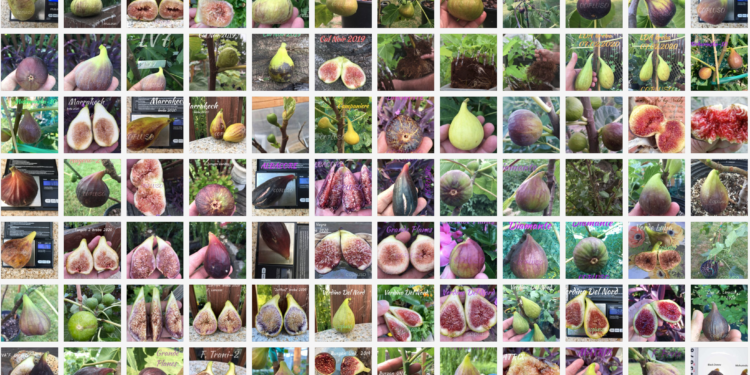 Copluso fig varieties