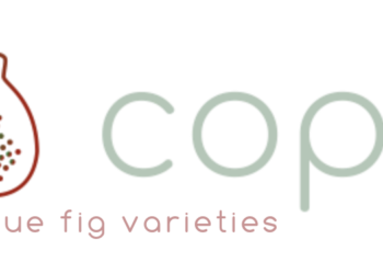 Bordissot Negra Rimada