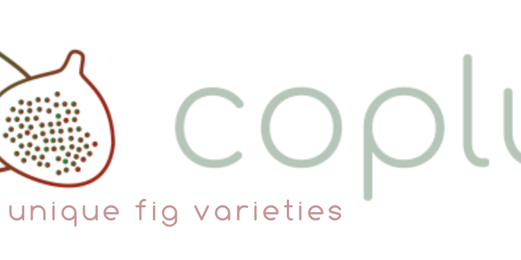 Bordissot Negra Rimada