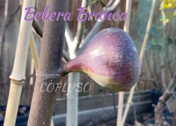 Bebera Branca Fig