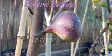Bebera Branca Fig