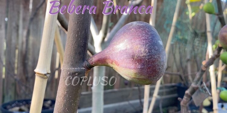 Bebera Branca Fig
