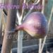 Bebera Branca Fig