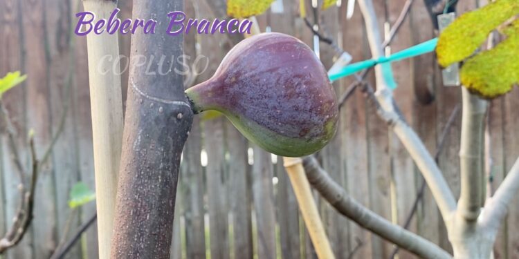 Bebera Branca Fig