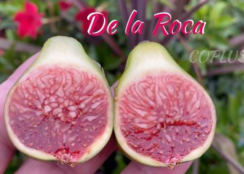 De la Roca Fig