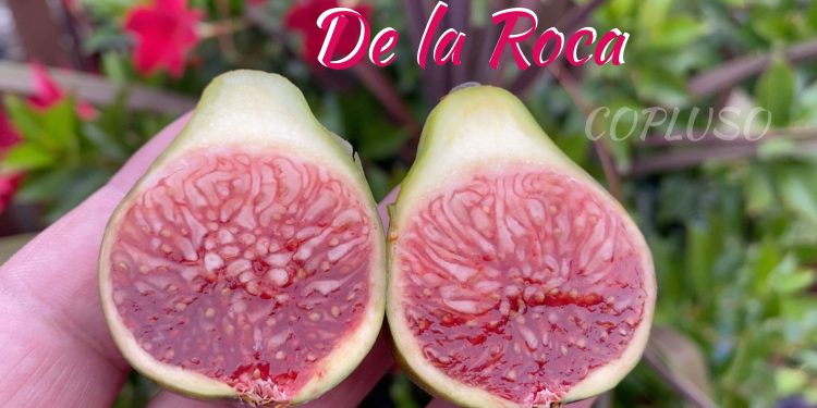 De la Roca Fig