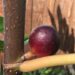 Del Vespro fig