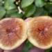 Kadota Fig