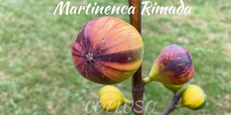 Martinenca Rimada Spanish fig variety