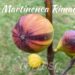 Martinenca Rimada Spanish fig variety
