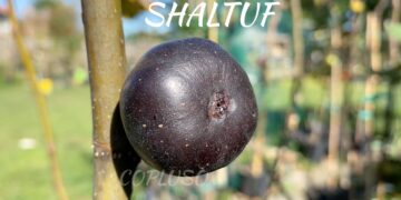 Shaltuf is a common fig, rain-resistant