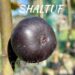 Shaltuf is a common fig, rain-resistant