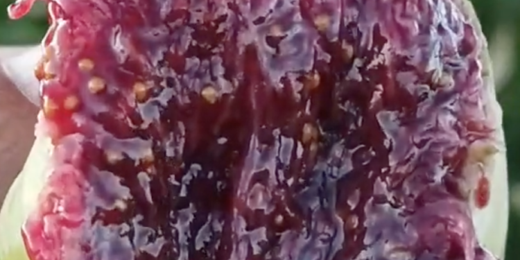 Coll de Dama Gegantina Fig