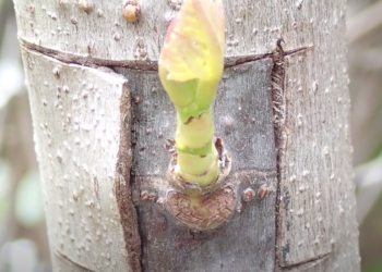 Grafting Fruit Trees