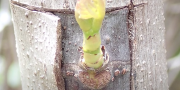 Grafting Fruit Trees