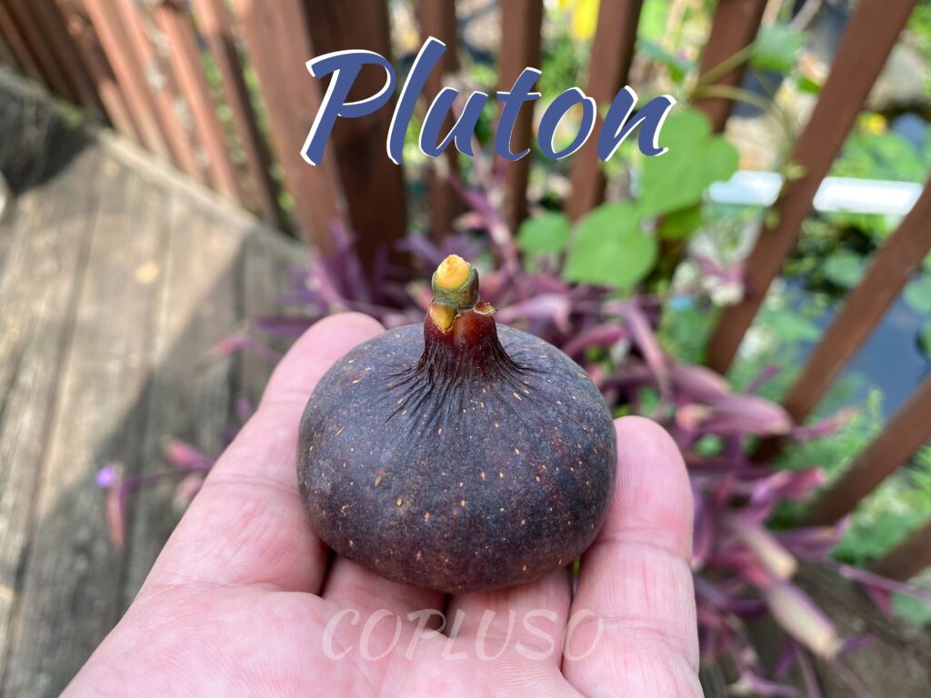 PLUTON Italian fig variety tasty and unique flavor