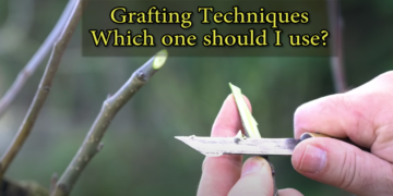 Best Grafting Techniques