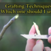 Best Grafting Techniques