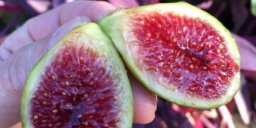 Verdino Del Nord - Italian fig variety