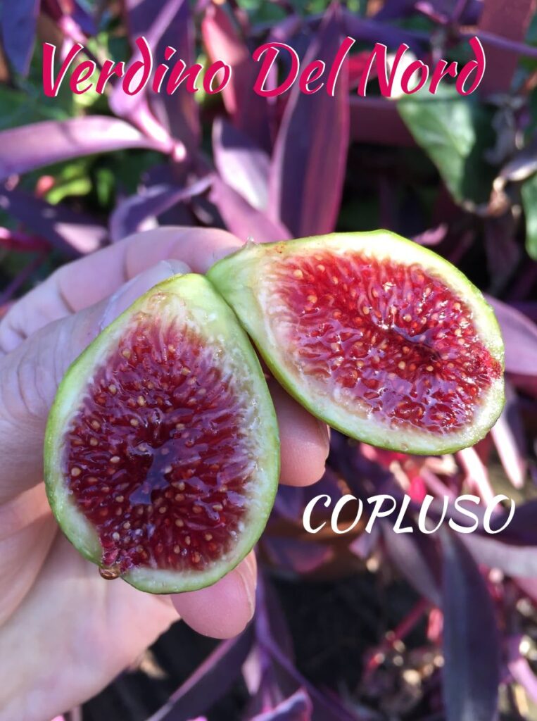 Verdino Del Nord - Italian fig variety