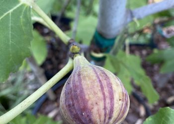 Coll de Dama Mutante Fig