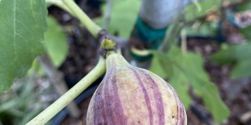 Coll de Dama Mutante Fig