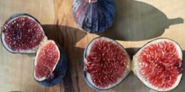 REZOVSKA Fig