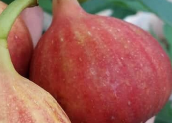 CAMY French fig variety